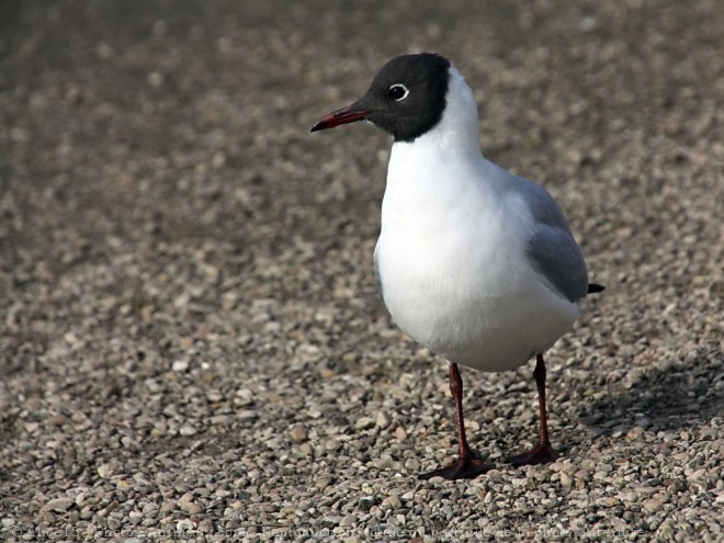 Photo de Mouette