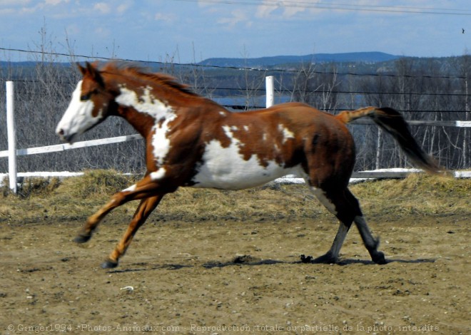 Photo de Paint horse