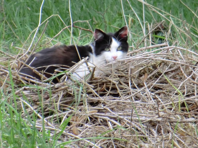 Photo de Chat domestique