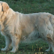 Photo de Golden retriever