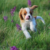 Photo de Cavalier king charles spaniel