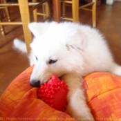 Photo de Berger blanc suisse