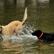 Photo de Chien de montagne des pyrnes