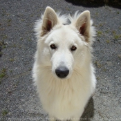 Photo de Berger blanc suisse