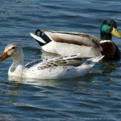 Photo de Canard colvert