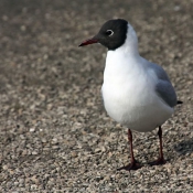 Photo de Mouette