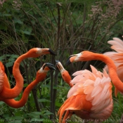 Photo de Flamand rose