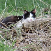 Photo de Chat domestique