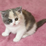 Photo de British shorthair