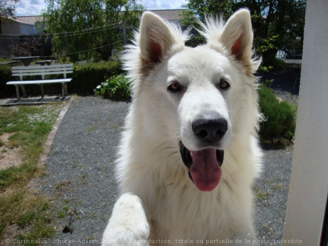 Photo de Berger blanc suisse