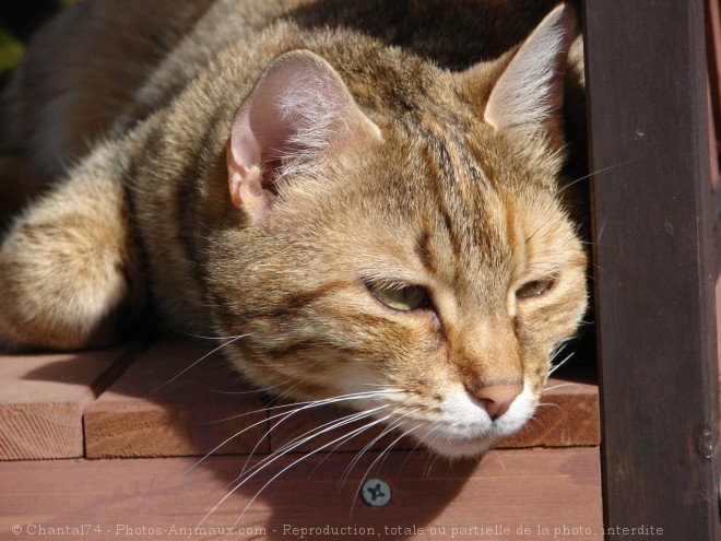 Photo de Chat domestique