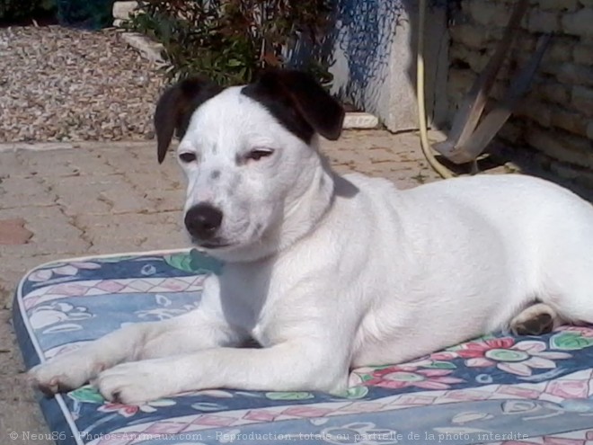 Photo de Jack russell terrier