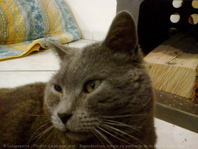 Photo de Chartreux