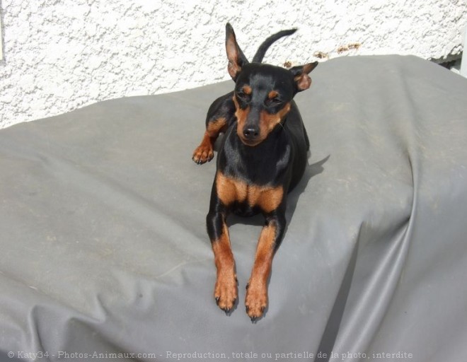 Photo de Pinscher nain