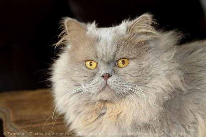 Photo de British longhair