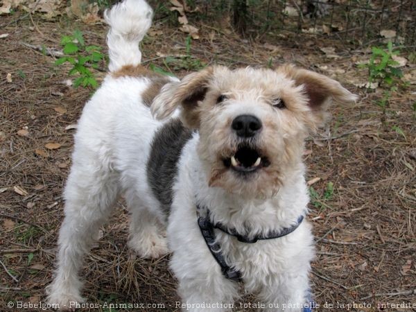 Photo de Fox terrier  poil dur