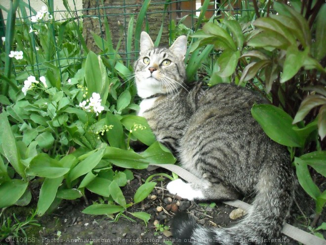 Photo de Chat domestique