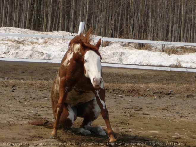 Photo de Paint horse