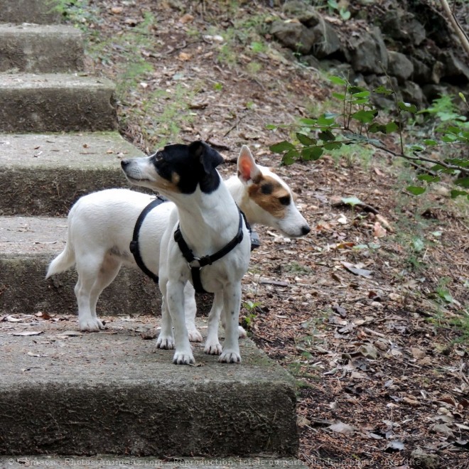 Photo de Jack russell terrier