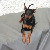 Photo de Pinscher nain