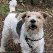 Photo de Fox terrier  poil dur