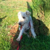 Photo de Fox terrier  poil dur