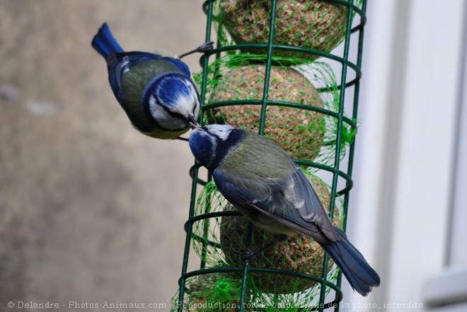 Photo de Msange bleue