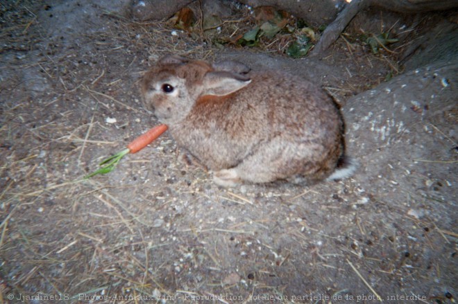 Photo de Lapin