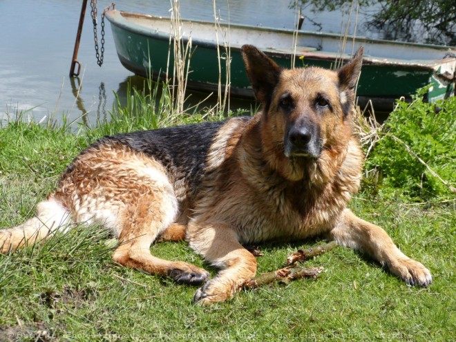 Photo de Berger allemand  poil court