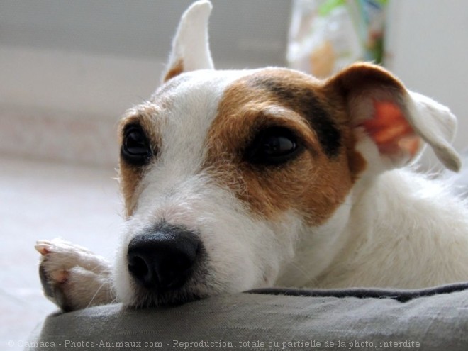 Photo de Jack russell terrier