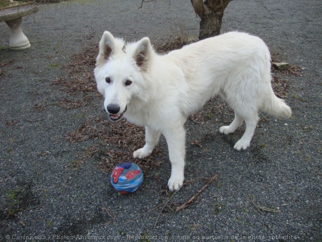 Photo de Berger blanc suisse