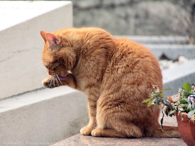 Photo de Chat domestique