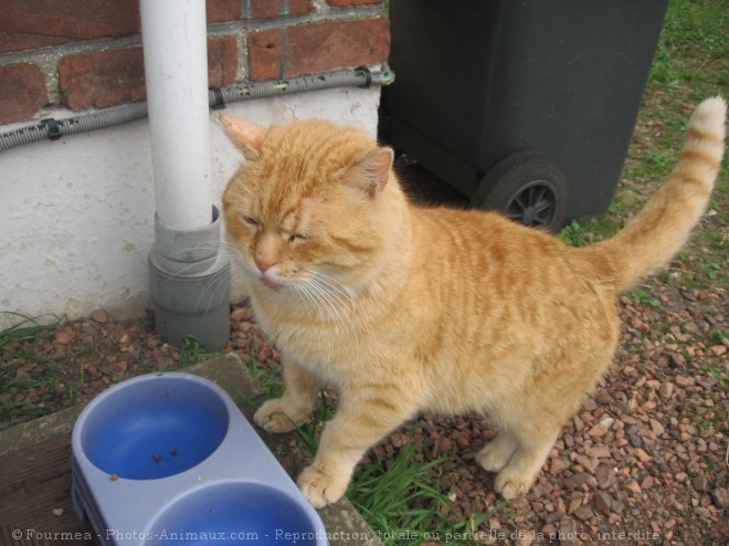 Photo de Chat domestique