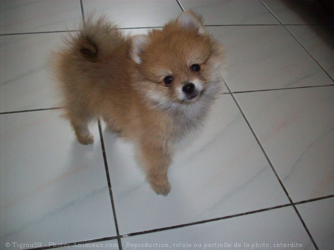 Photo de Spitz nain