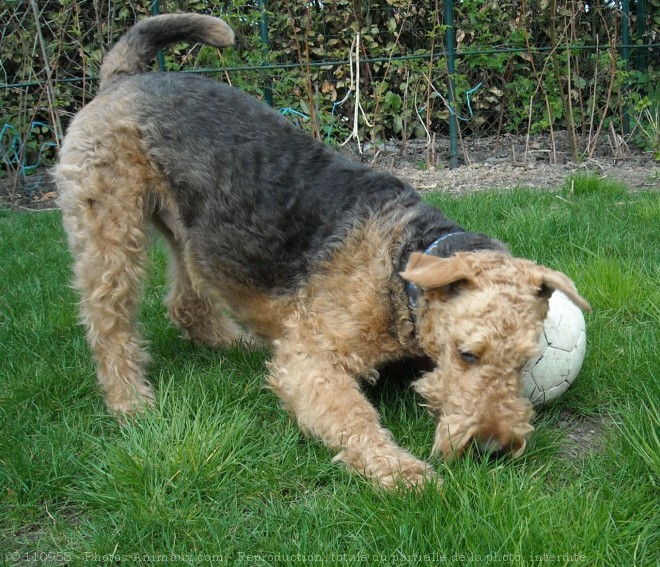 Photo d'Airedale terrier