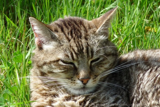 Photo de Chat domestique