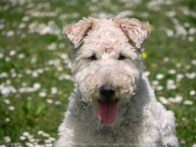 Photo de Fox terrier  poil dur