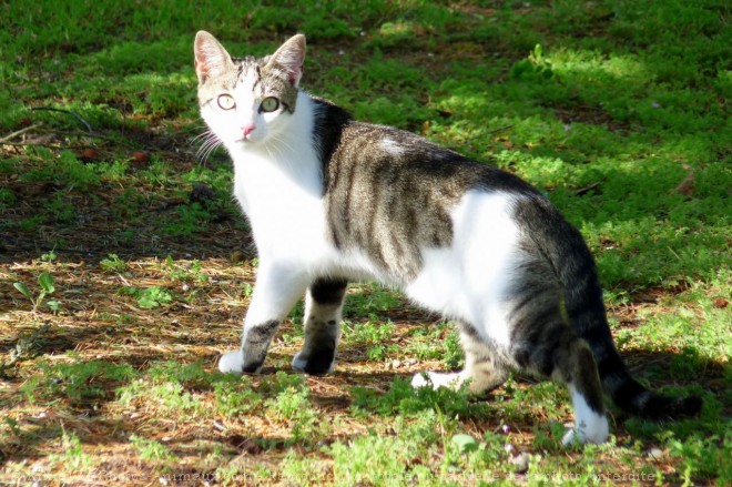 Photo de Chat domestique