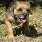 Photo de Border terrier