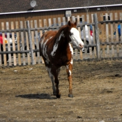 Photo de Paint horse