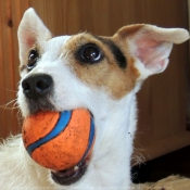 Photo de Jack russell terrier