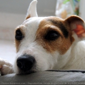 Photo de Jack russell terrier