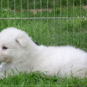 Photo de Berger blanc suisse