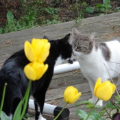 Photo de Chat domestique