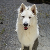 Photo de Berger blanc suisse