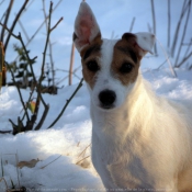 Photo de Jack russell terrier