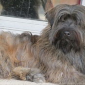 Photo de Chien de berger des pyrenes  poil long