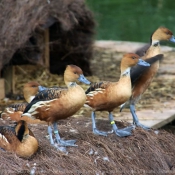 Photo de Canard dendrocygne