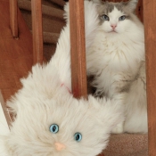 Photo de Ragdoll