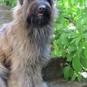 Photo de Chien de berger des pyrenes  poil long